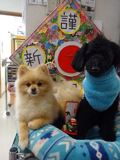 新メニュー写真