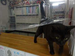 新メニュー写真
