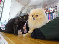 新メニュー写真