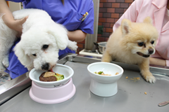 新メニュー写真