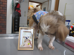 新メニュー写真