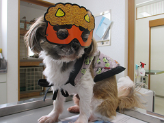 新メニュー写真