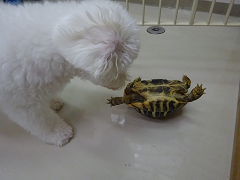 新メニュー写真