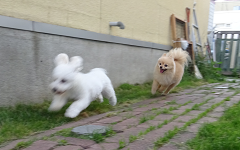 新メニュー写真