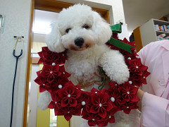 新メニュー写真