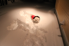 新メニュー写真