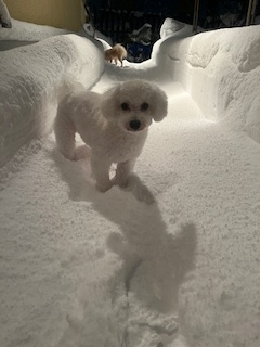 新メニュー写真