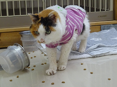 新メニュー写真
