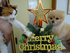 新メニュー写真
