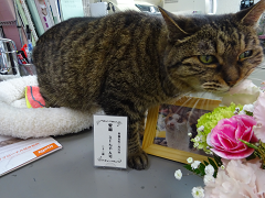 新メニュー写真