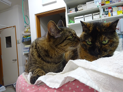新メニュー写真