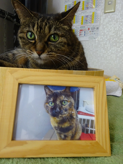 新メニュー写真