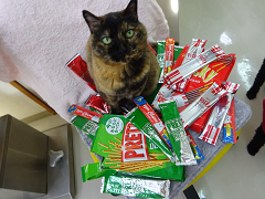 新メニュー写真