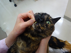 新メニュー写真