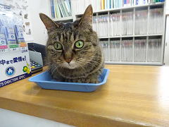 新メニュー写真