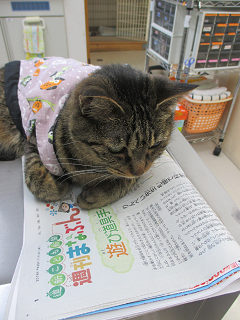 新メニュー写真