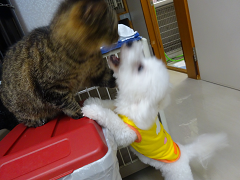 新メニュー写真
