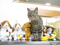 新メニュー写真