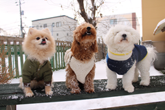 新メニュー写真