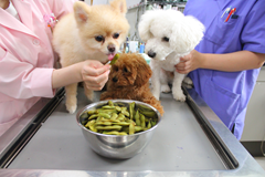 新メニュー写真