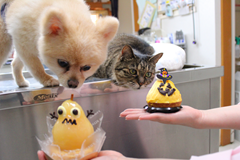 新メニュー写真