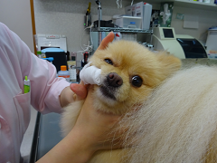 新メニュー写真