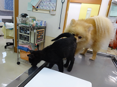 新メニュー写真