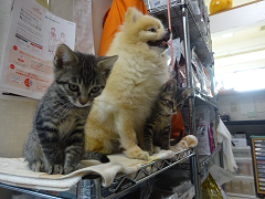 新メニュー写真