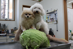 新メニュー写真