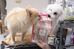 新メニュー写真