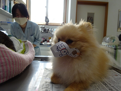 新メニュー写真
