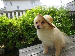 新メニュー写真