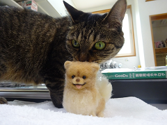 新メニュー写真
