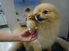 新メニュー写真