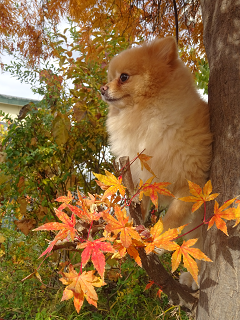 新メニュー写真