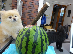 新メニュー写真