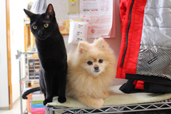 新メニュー写真