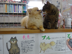 新メニュー写真
