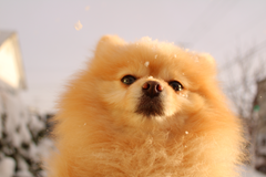 新メニュー写真