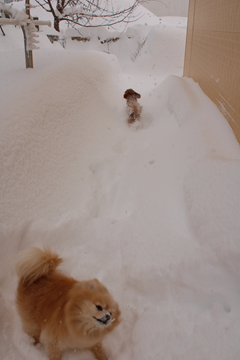 新メニュー写真