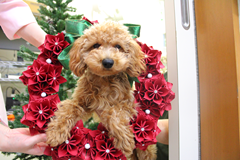 新メニュー写真