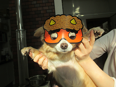 新メニュー写真