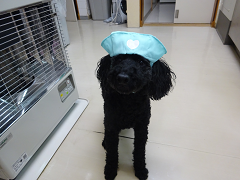新メニュー写真