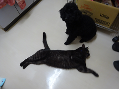 新メニュー写真